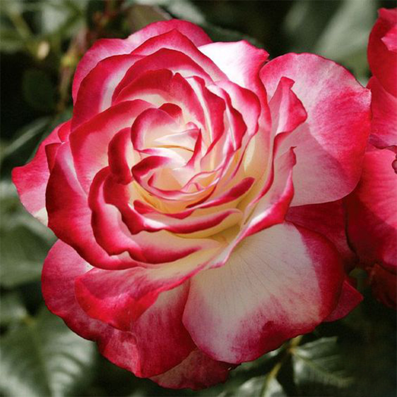 🌹Cherry Parfait™ Grandiflora Rose Seeds🍒
