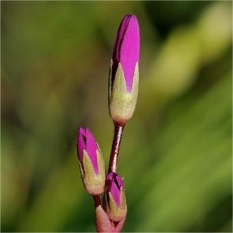  🌠Red Wings Shooting Star-Flower Seeds🪽