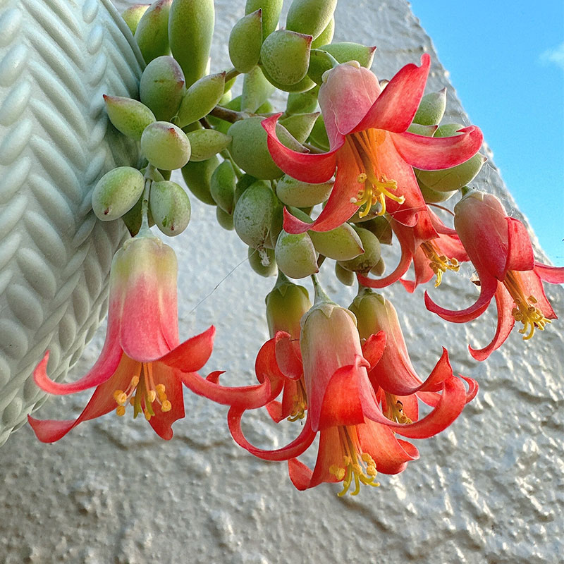 Cotyledon pendens seeds