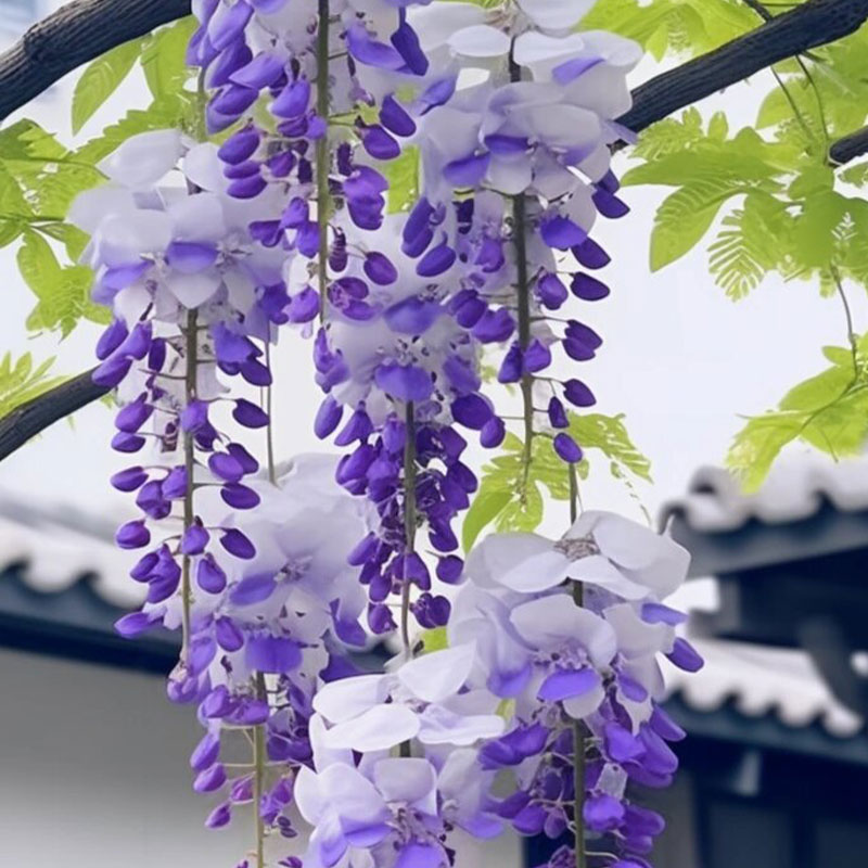 💜Wisteria seeds💜