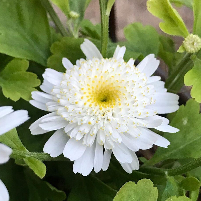 Piania Breviglossum Seeds
