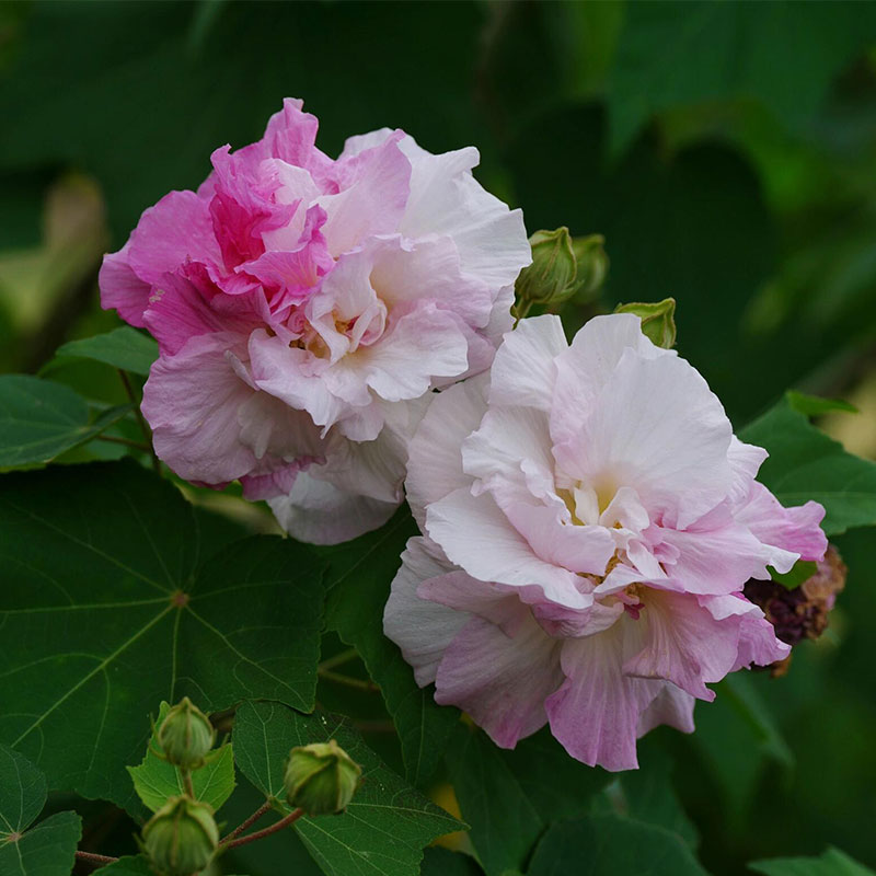 Double Hibiscus Flower Seeds