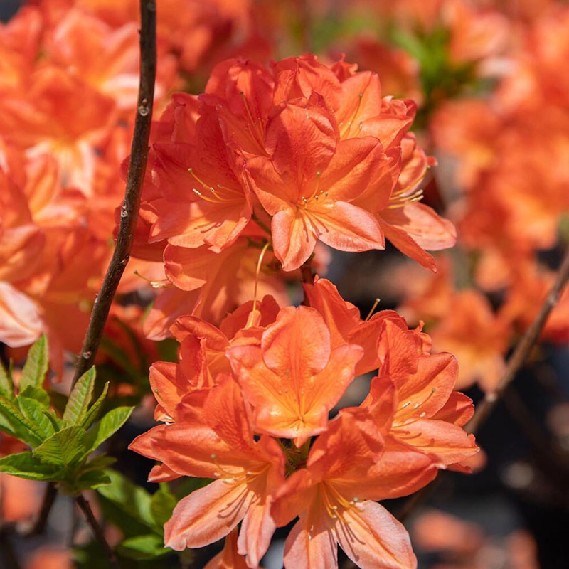 Deciduous Cuckoo Seeds