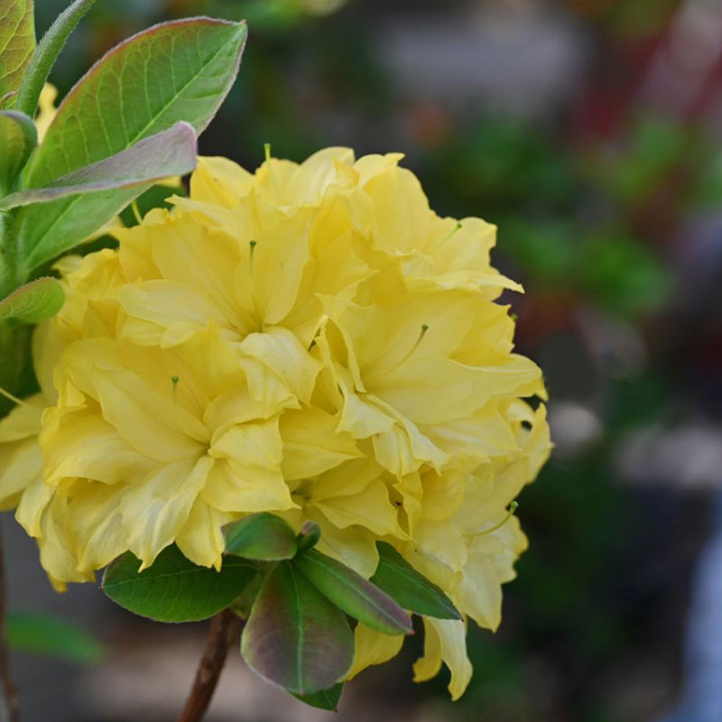 Deciduous Cuckoo Seeds