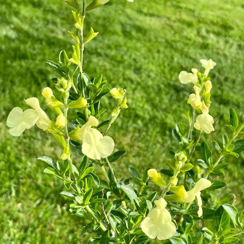Multi-Species Sage Seeds