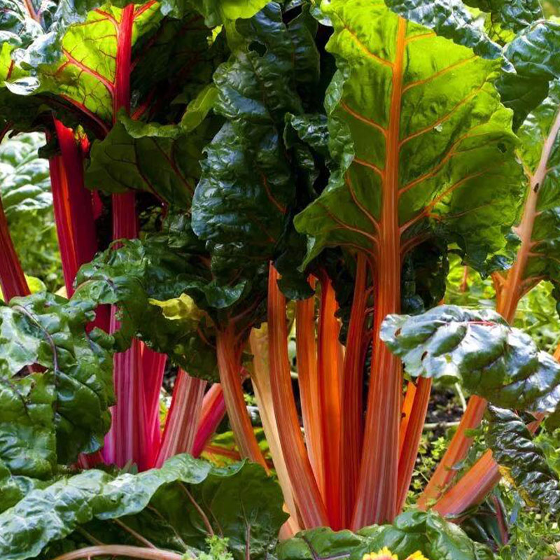 Swiss Chard Seeds - Rainbow Mixture Non-GMO Heirloom 50% OFF