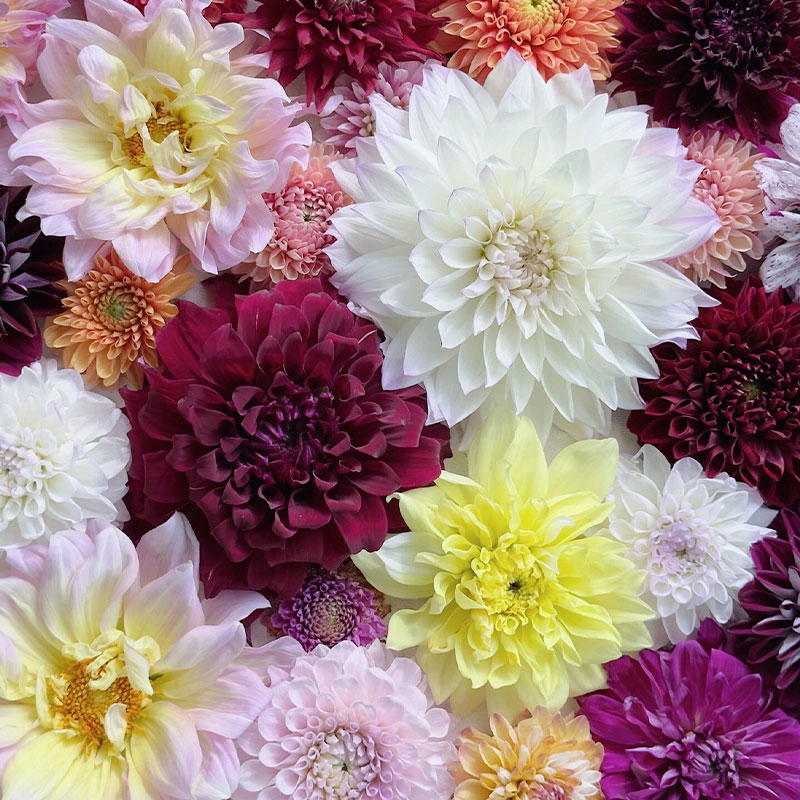Polychromatic Dahlia Seeds