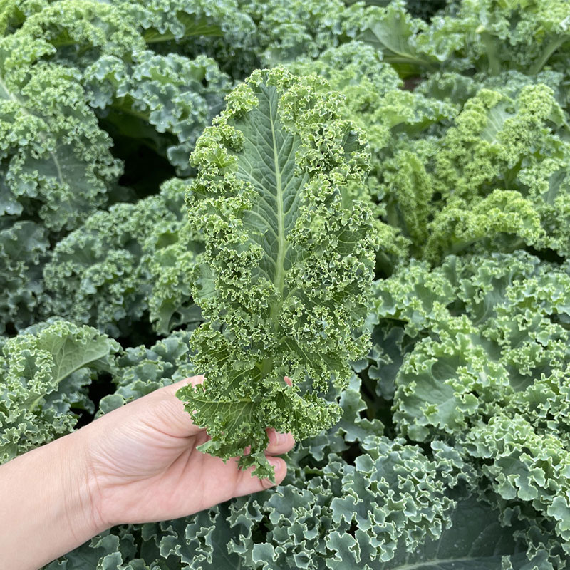 Low-Calorie Super Vegetable – Curly Kale Seeds