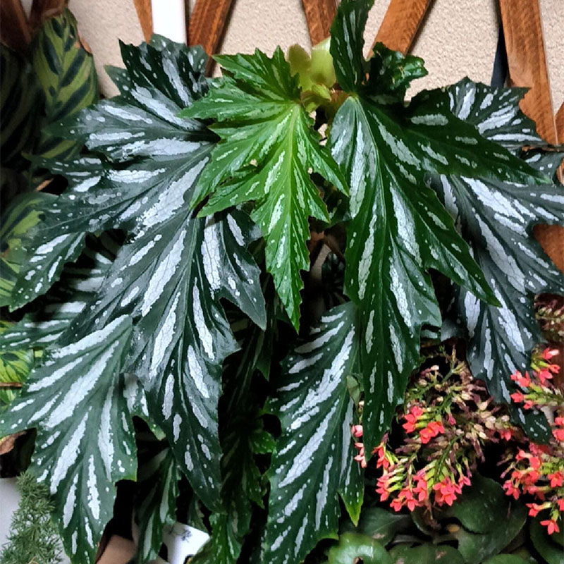 Aconite Mixed Begonia Seeds