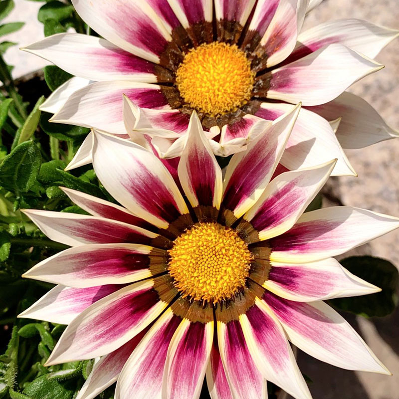 Medal Chrysanthemum Seeds