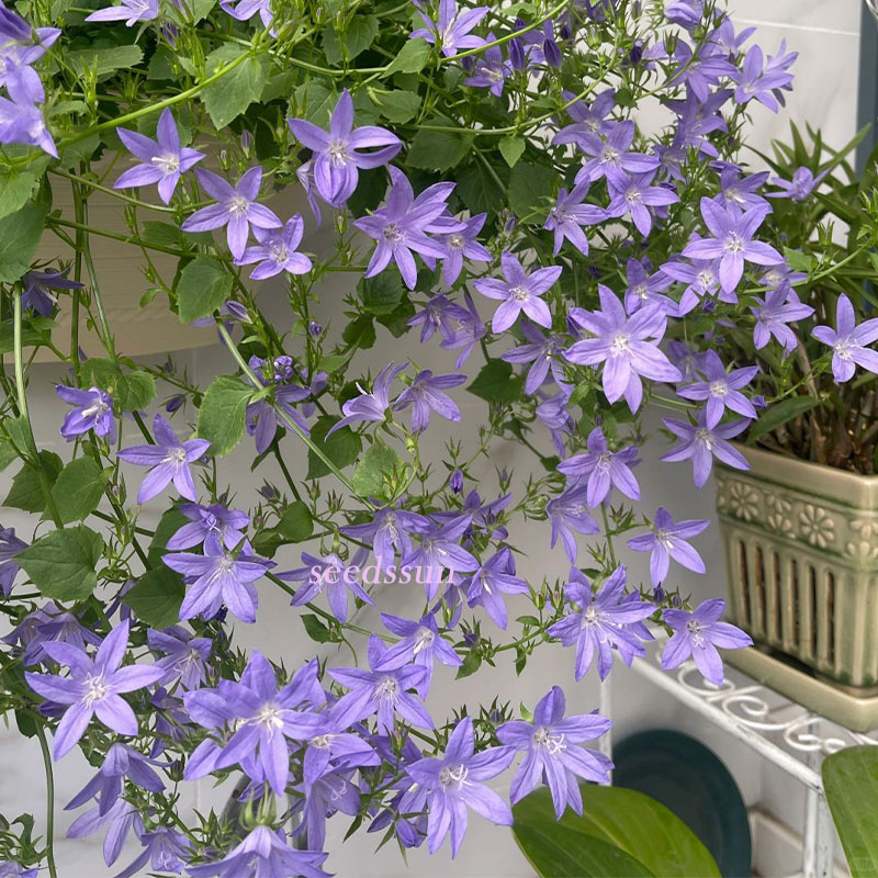 Hang Bellflower Seeds