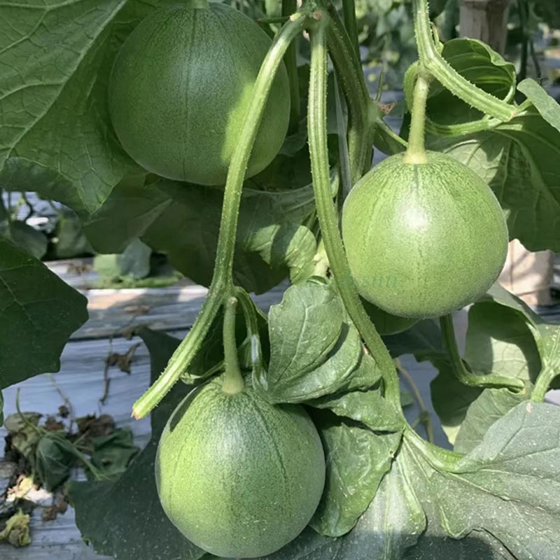 Emerald Melon Seeds