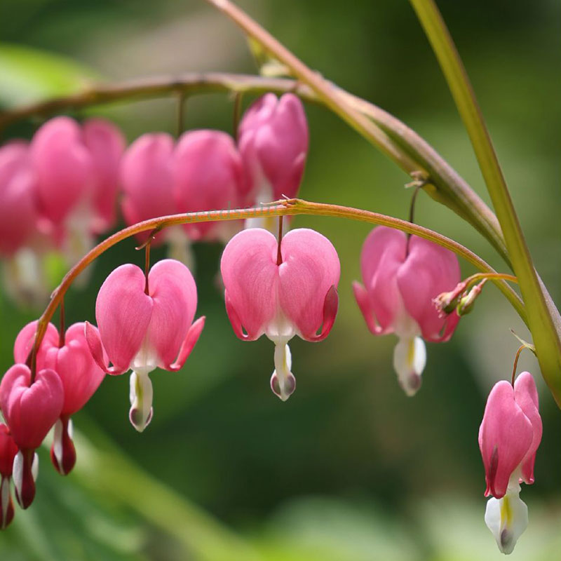 Purse Peony Seeds