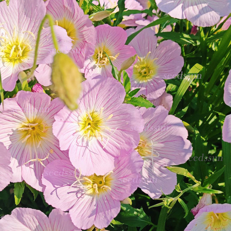 Beautiful Evening Primrose Seeds