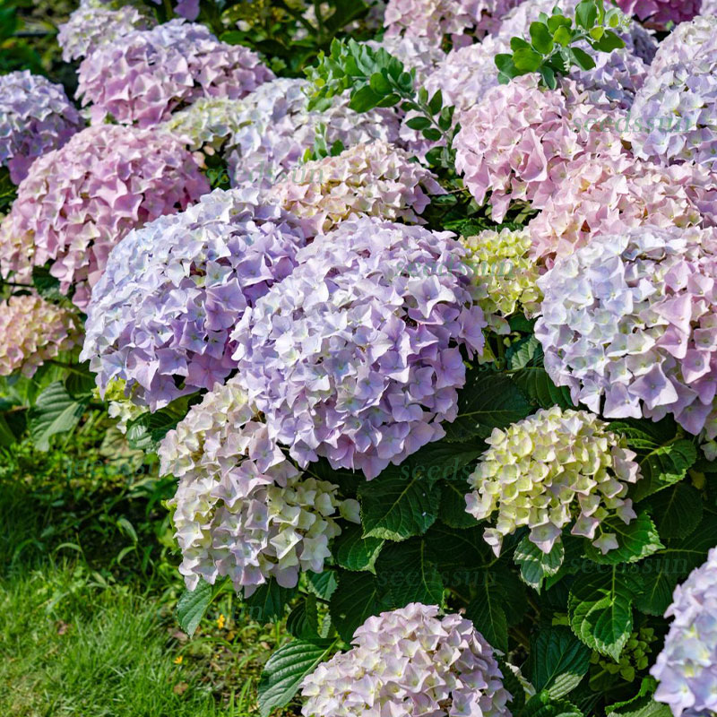 Colorful hydrangea seed
