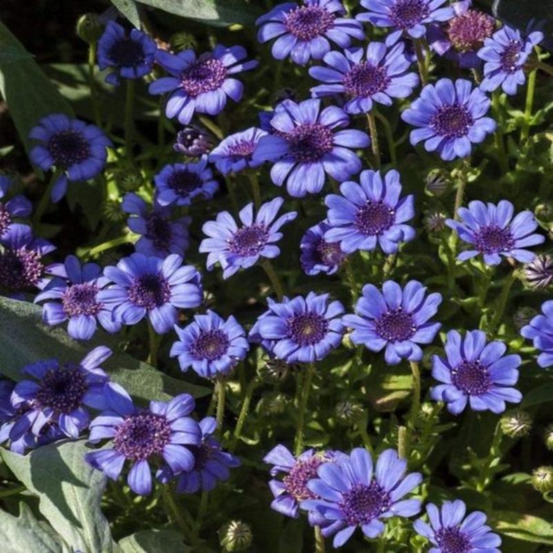 💙True Blue Daisy,Felicia Heterophylla,Kingfisher Daisy