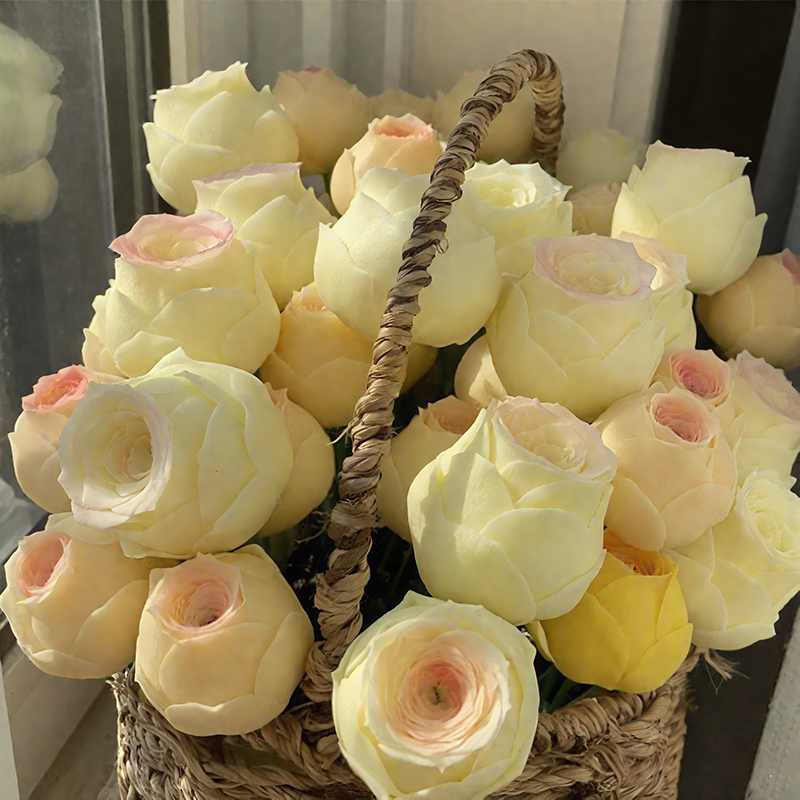 Mountain Rose, Rare Succulent Seeds