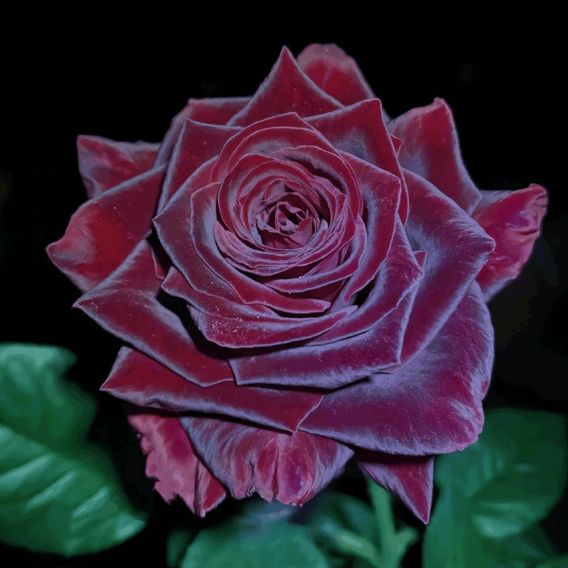 Black Buck Rose🌹-Rare-A black rose with a super velvety feel! ♥️