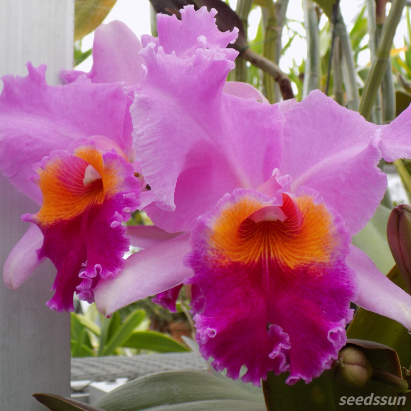 Cattleya Orchid Seeds