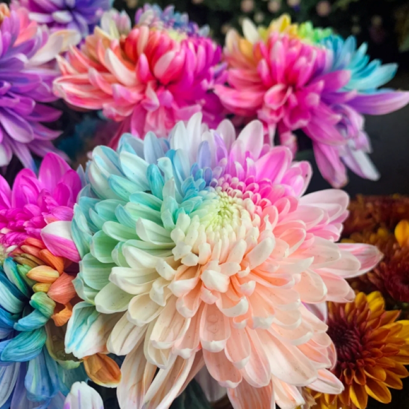 🌈Rare Rainbow chrysanthemum seeds💐