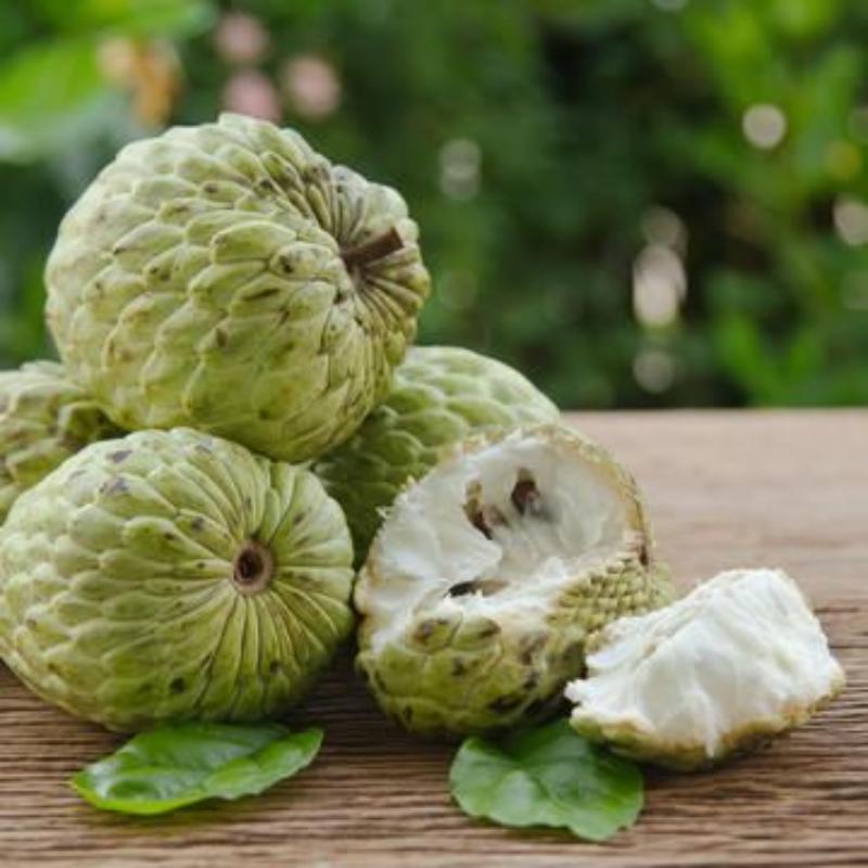 Custard Apple Annona Squamosa Seeds - Sugar Apple, Sweetsop