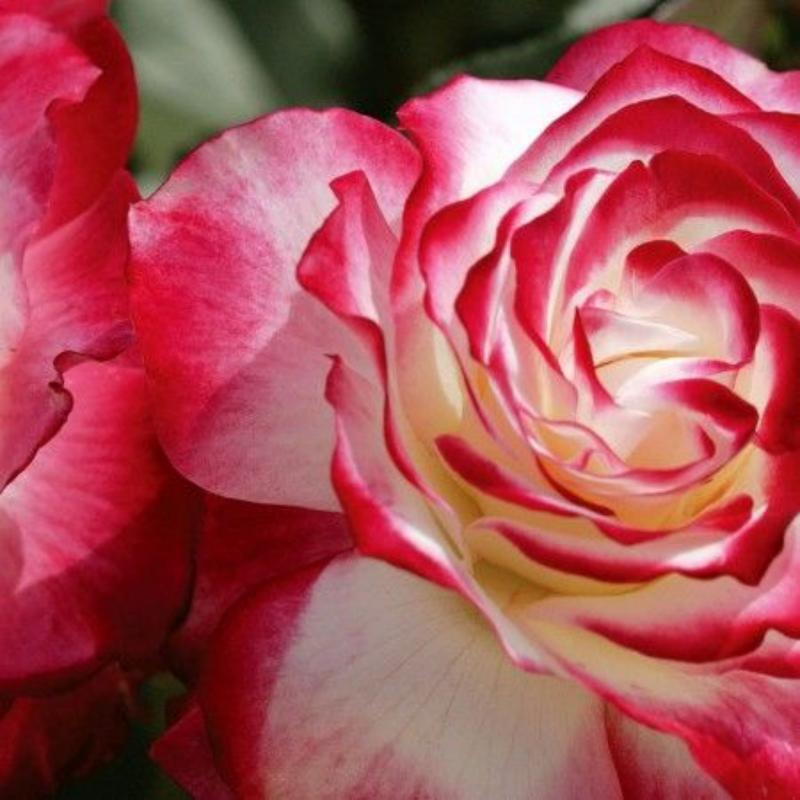 🌹Cherry Parfait™ Grandiflora Rose Seeds🍒