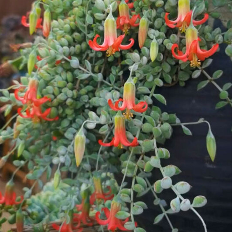 Cotyledon pendens seeds