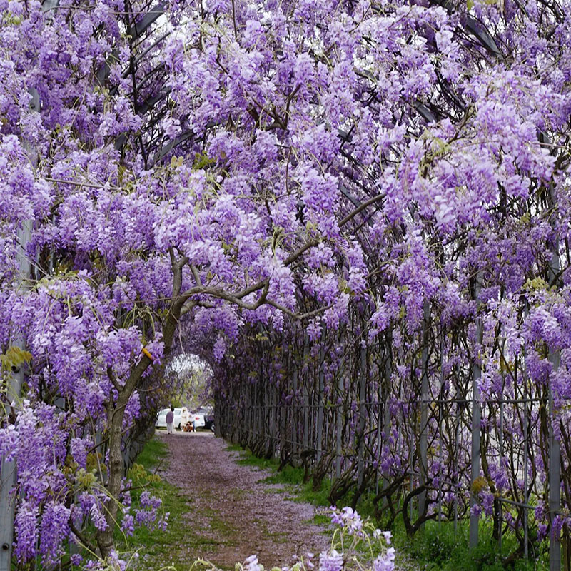 💜Wisteria seeds💜