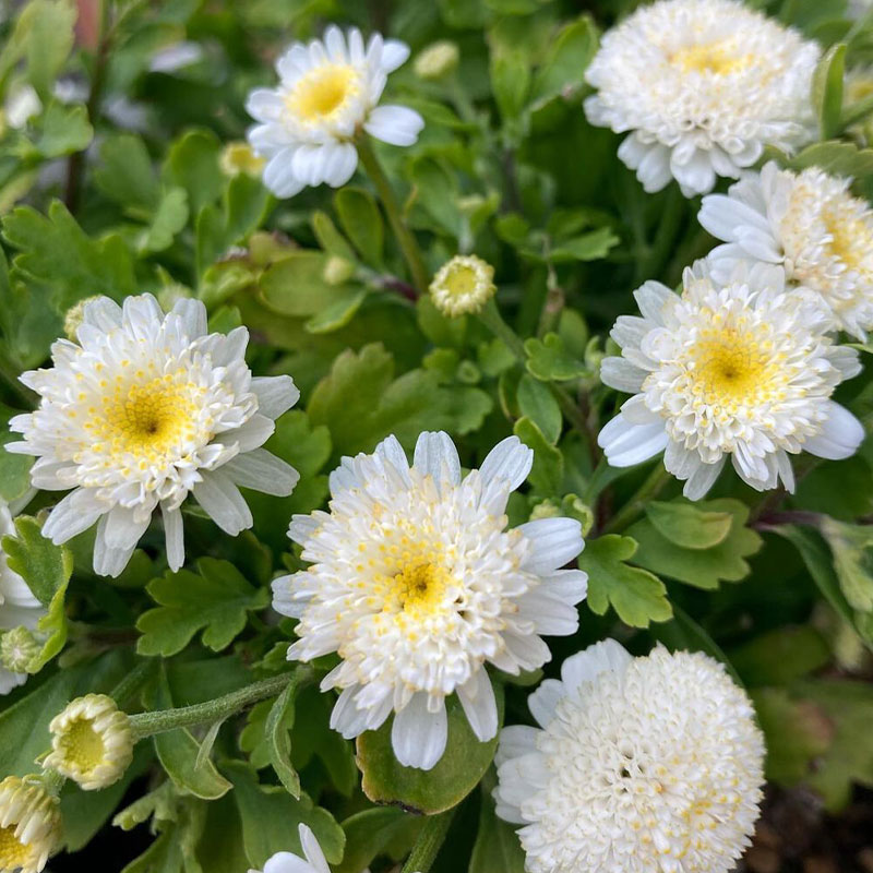 Piania Breviglossum Seeds