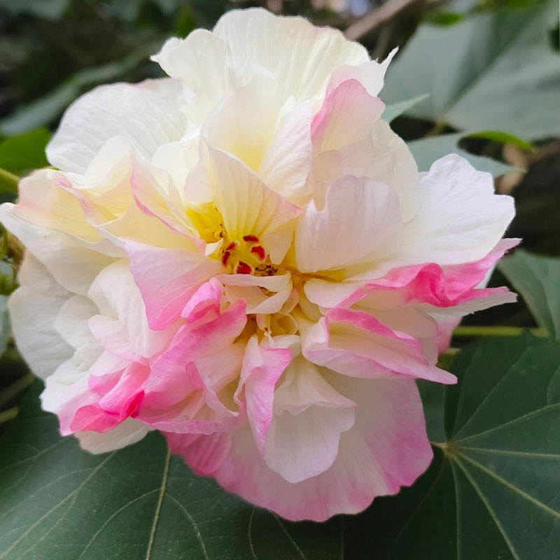 Double Hibiscus Flower Seeds