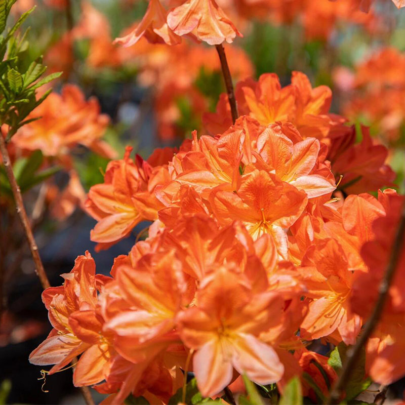 Deciduous Cuckoo Seeds