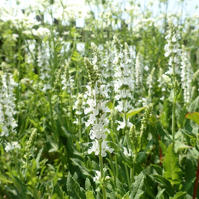 Multi-Species Sage Seeds