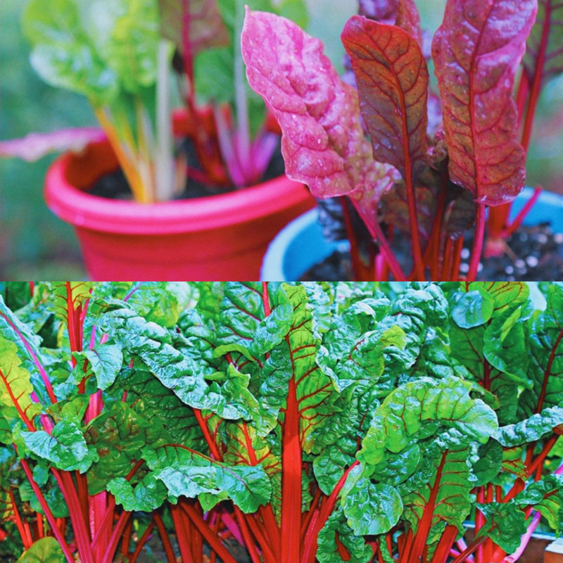 Swiss Chard Seeds - Rainbow Mixture Non-GMO Heirloom 50% OFF
