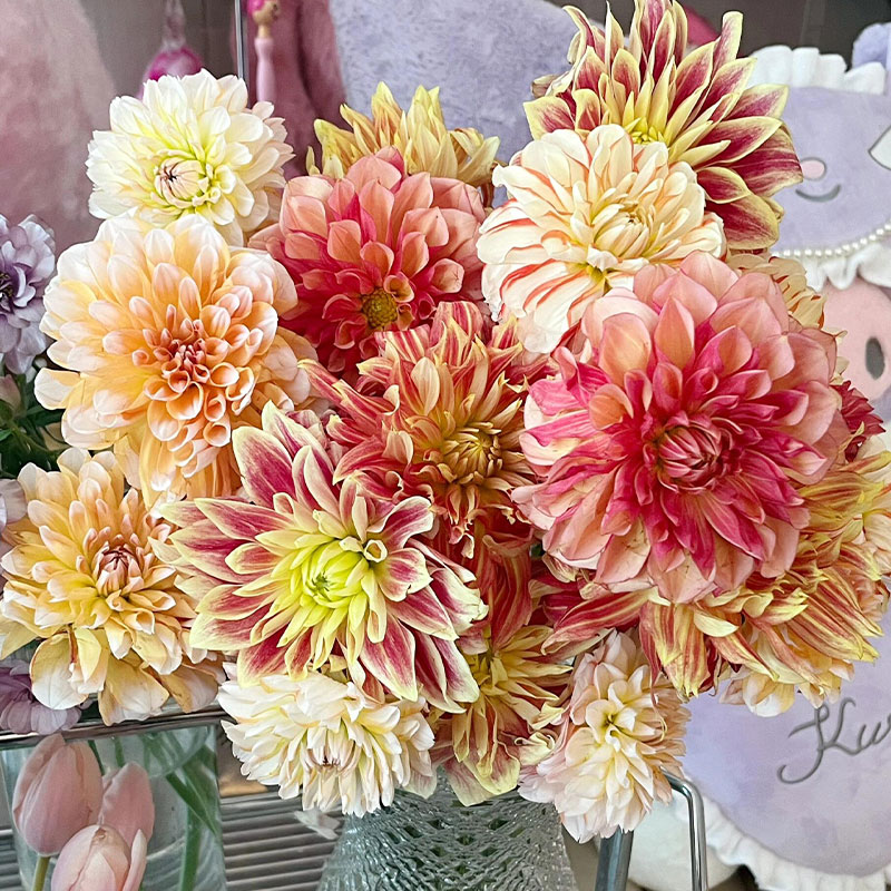 Polychromatic Dahlia Seeds