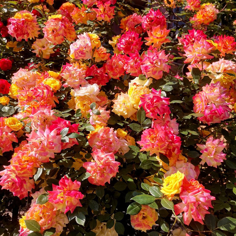 Vine Rainbow Rose Seeds