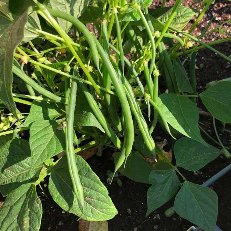 Dwarf Green Bean