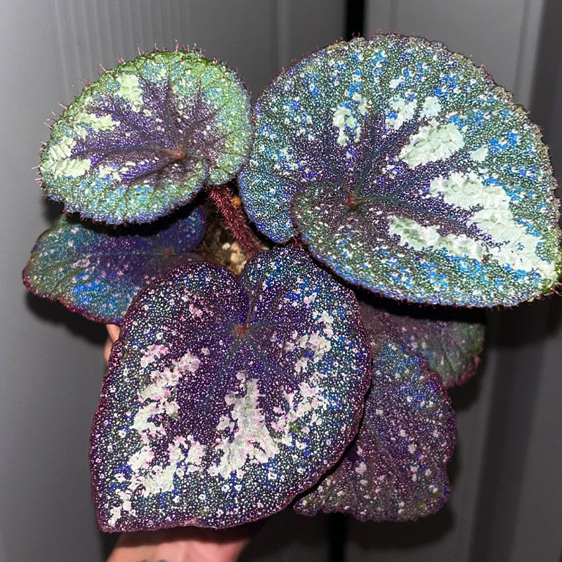 Blue Light Begonia Seeds