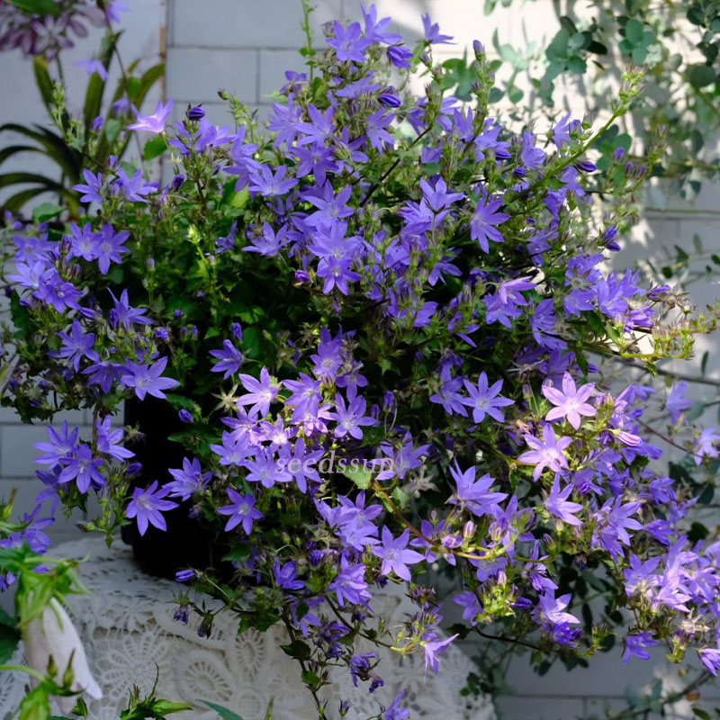 Hang Bellflower Seeds