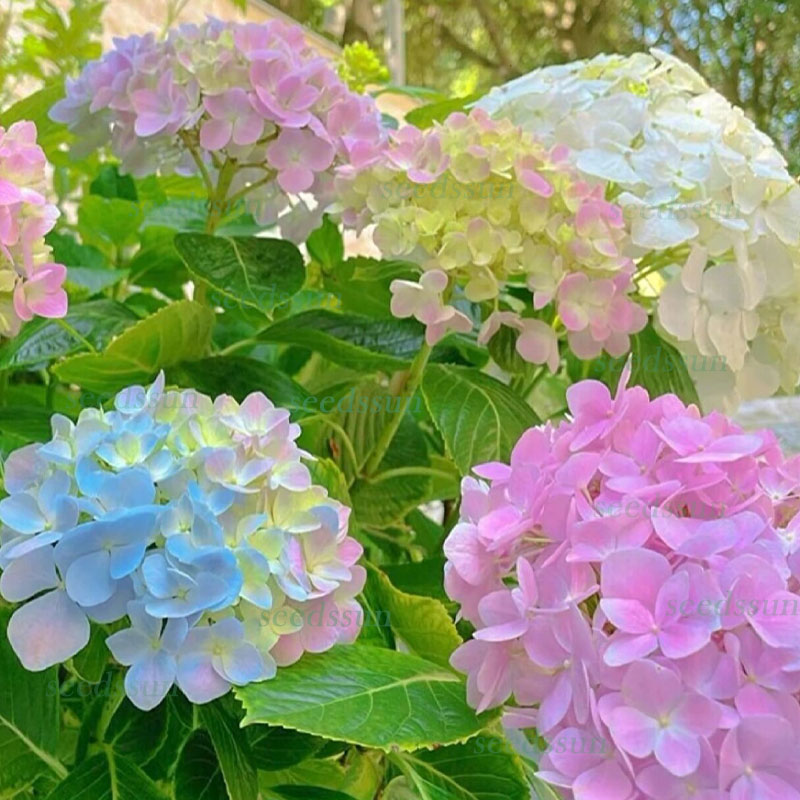 Colorful hydrangea seed