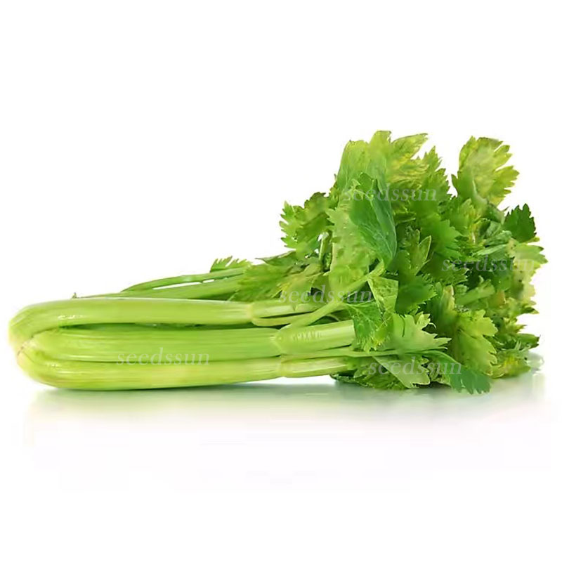 Four Seasons Fruit Celery Seeds