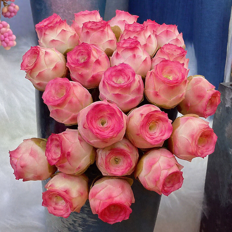 Mountain Rose, Rare Succulent Seeds