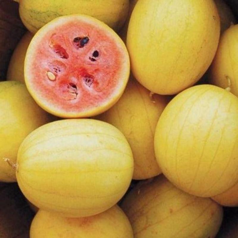 ☀️ Golden Midget Watermelon Seed for Planting - Non-GMO 