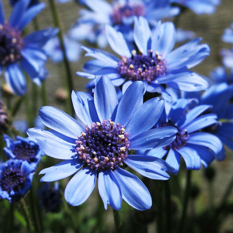 💙True Blue Daisy,Felicia Heterophylla,Kingfisher Daisy
