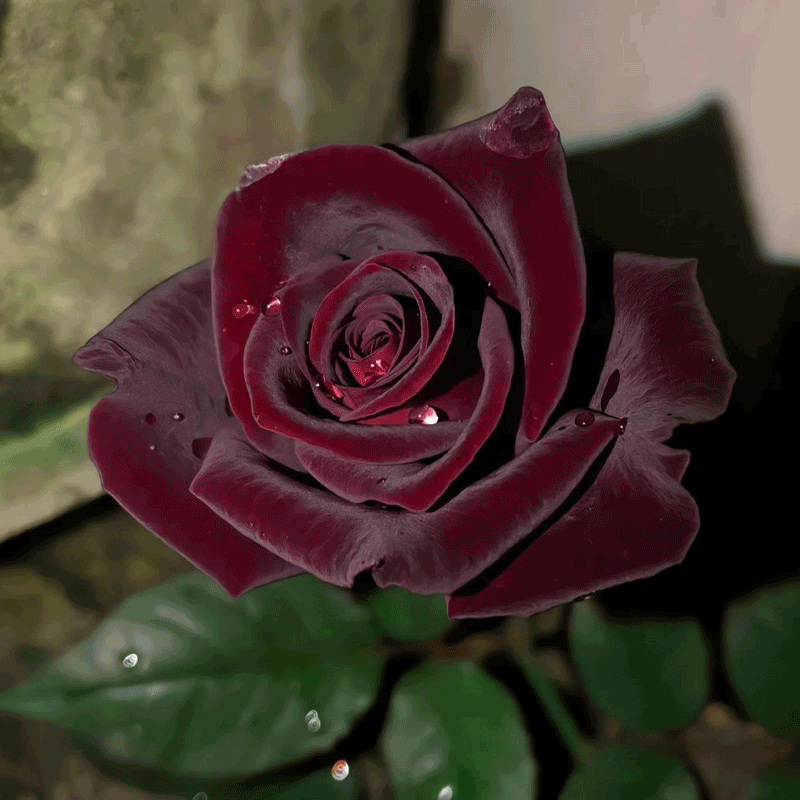 Black Buck Rose🌹-Rare-A black rose with a super velvety feel! ♥️