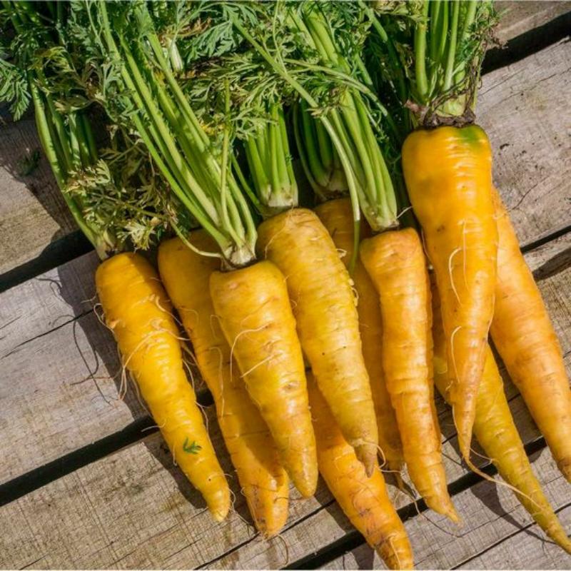 🥕Solar Yellow Carrot Seeds | NonGMO Heirloom 2024 Season Fast Shipping
