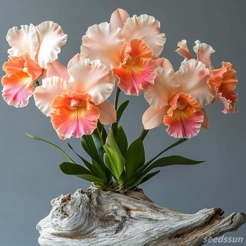 Cattleya Orchid Seeds