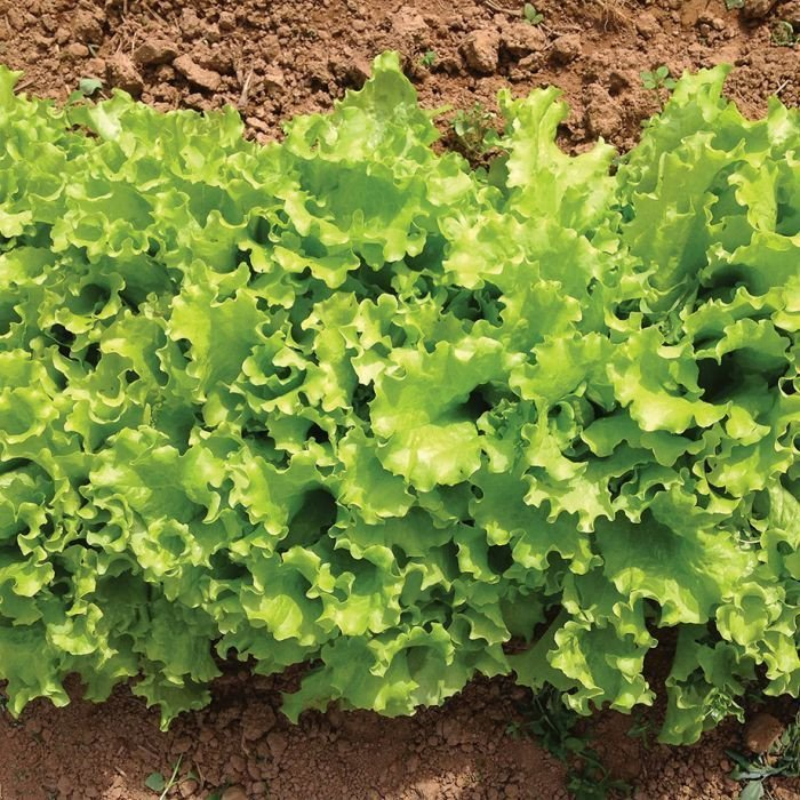 Lettuce Bergam's Green