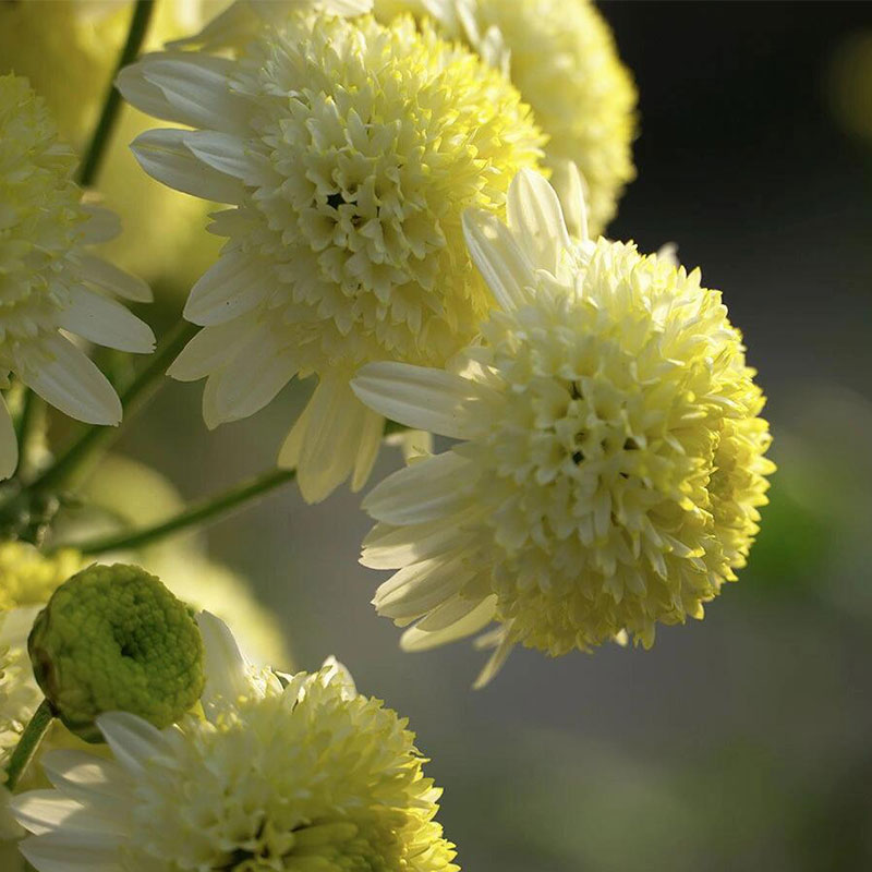Short Tongue Chrysanthemums Seeds