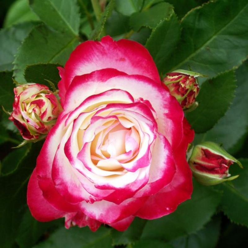 🌹Cherry Parfait™ Grandiflora Rose Seeds🍒