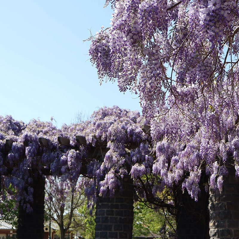 💜Wisteria seeds💜